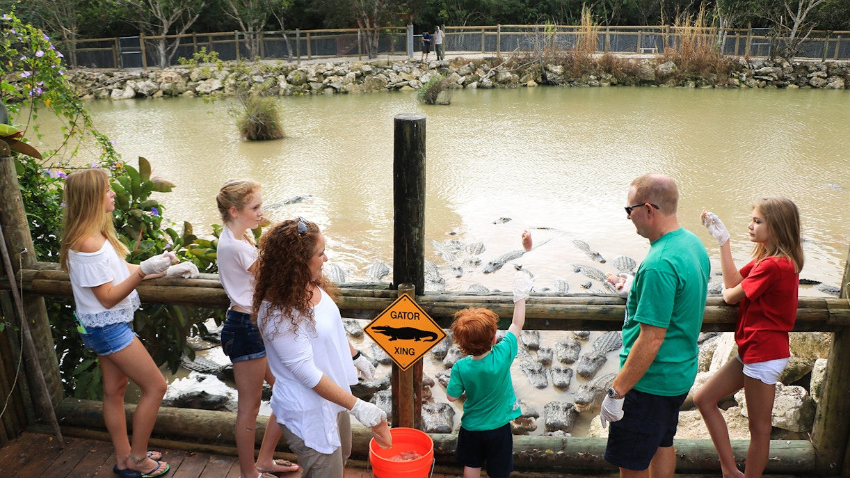 Tourists feeding alligators at Everglades Alligator Park and Farm, Florida.
