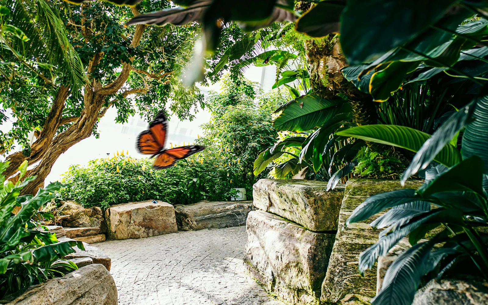 Butterfly in lush greenery at Niagara Falls Butterfly Conservatory, Canada.