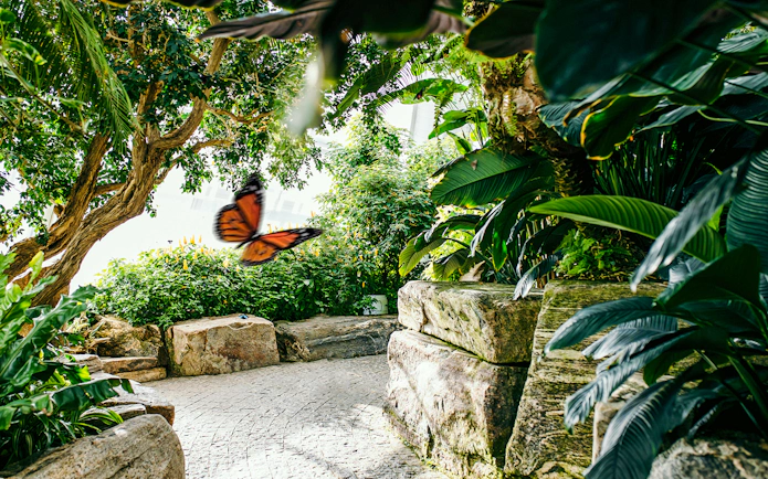 Butterfly in lush greenery at Niagara Falls Butterfly Conservatory, Canada.