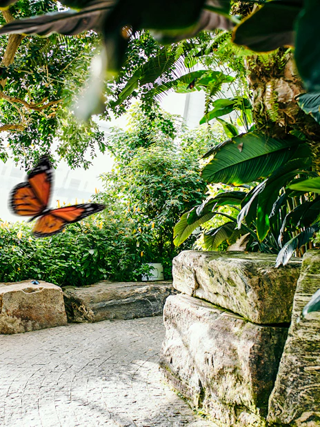 Butterfly in lush greenery at Niagara Falls Butterfly Conservatory, Canada.