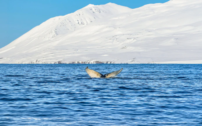 Whale tail emerging from the sea with snowy mountains in Dalvik, Northern Iceland.