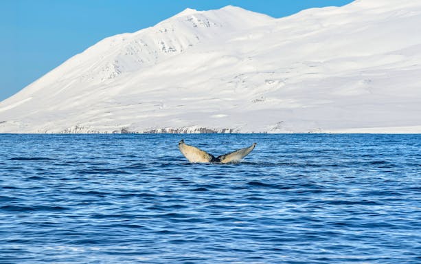Whale tail emerging from the sea with snowy mountains in Dalvik, Northern Iceland.