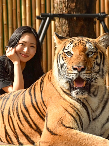 Tiger with visitor at Tiger Kingdom, Phuket.