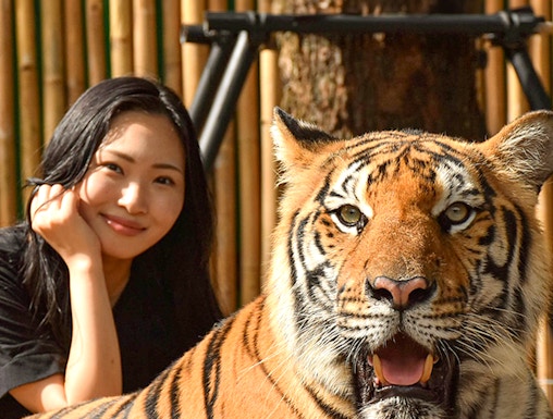Tiger with visitor at Tiger Kingdom, Phuket.