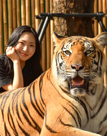 Tiger with visitor at Tiger Kingdom, Phuket.