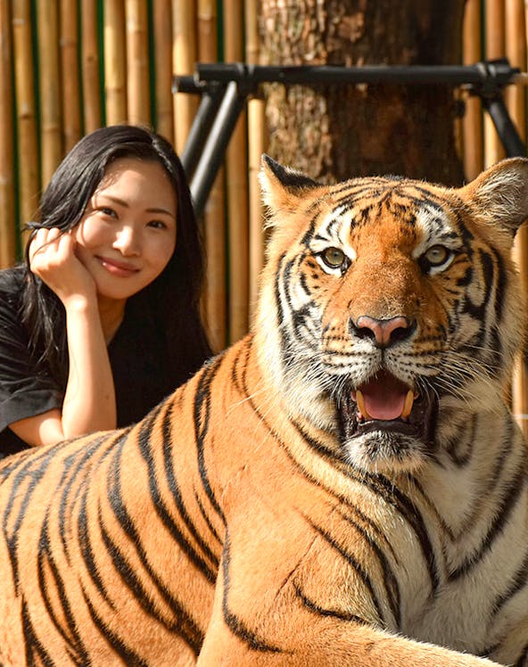 Tiger with visitor at Tiger Kingdom, Phuket.