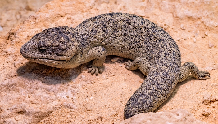 Shingleback skink resting on sandy rock surface.