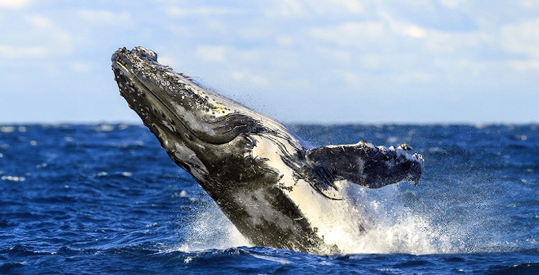 vancouver whale watching tours