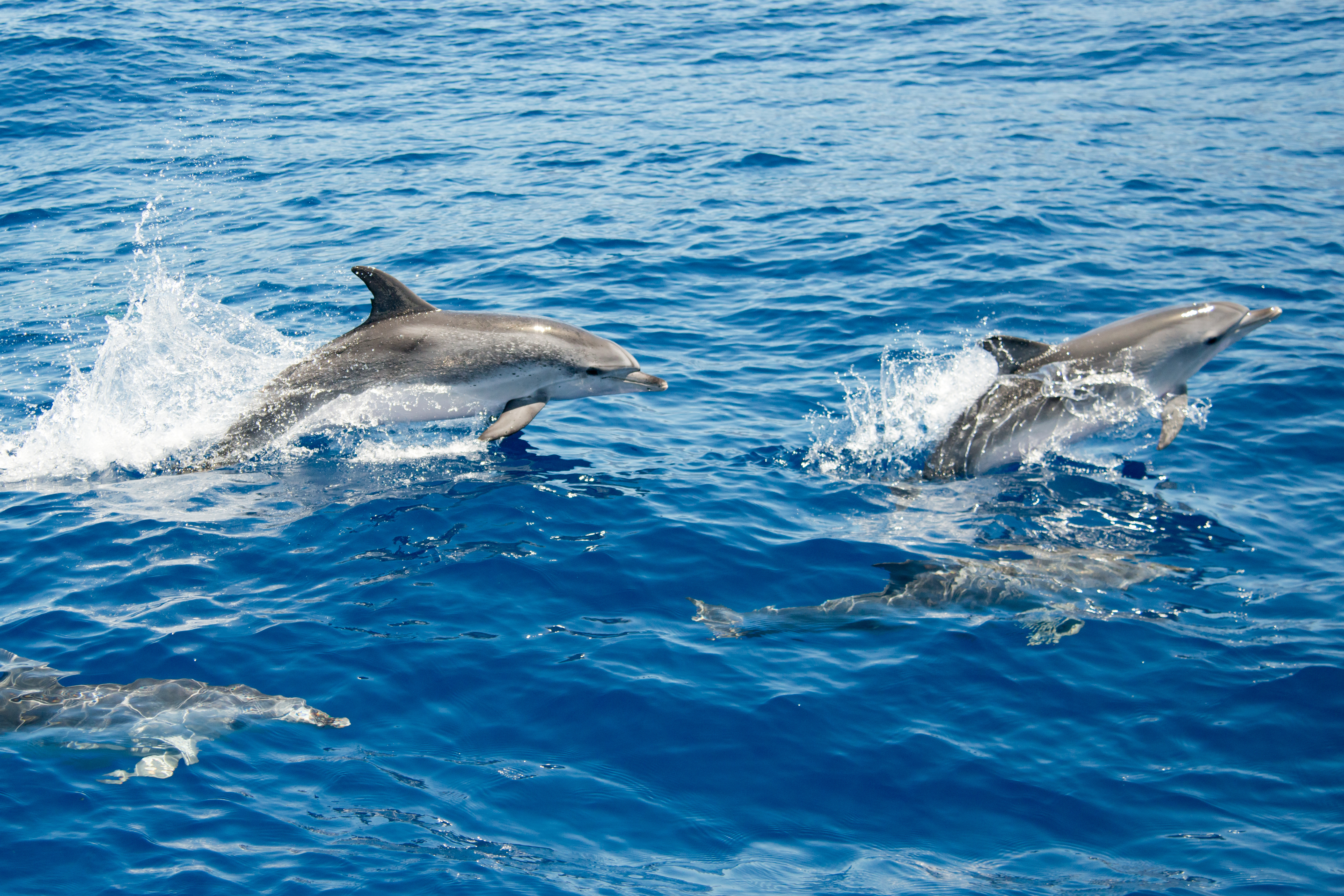 Atlantic spotted dolphins swimming in Tenerife waters.