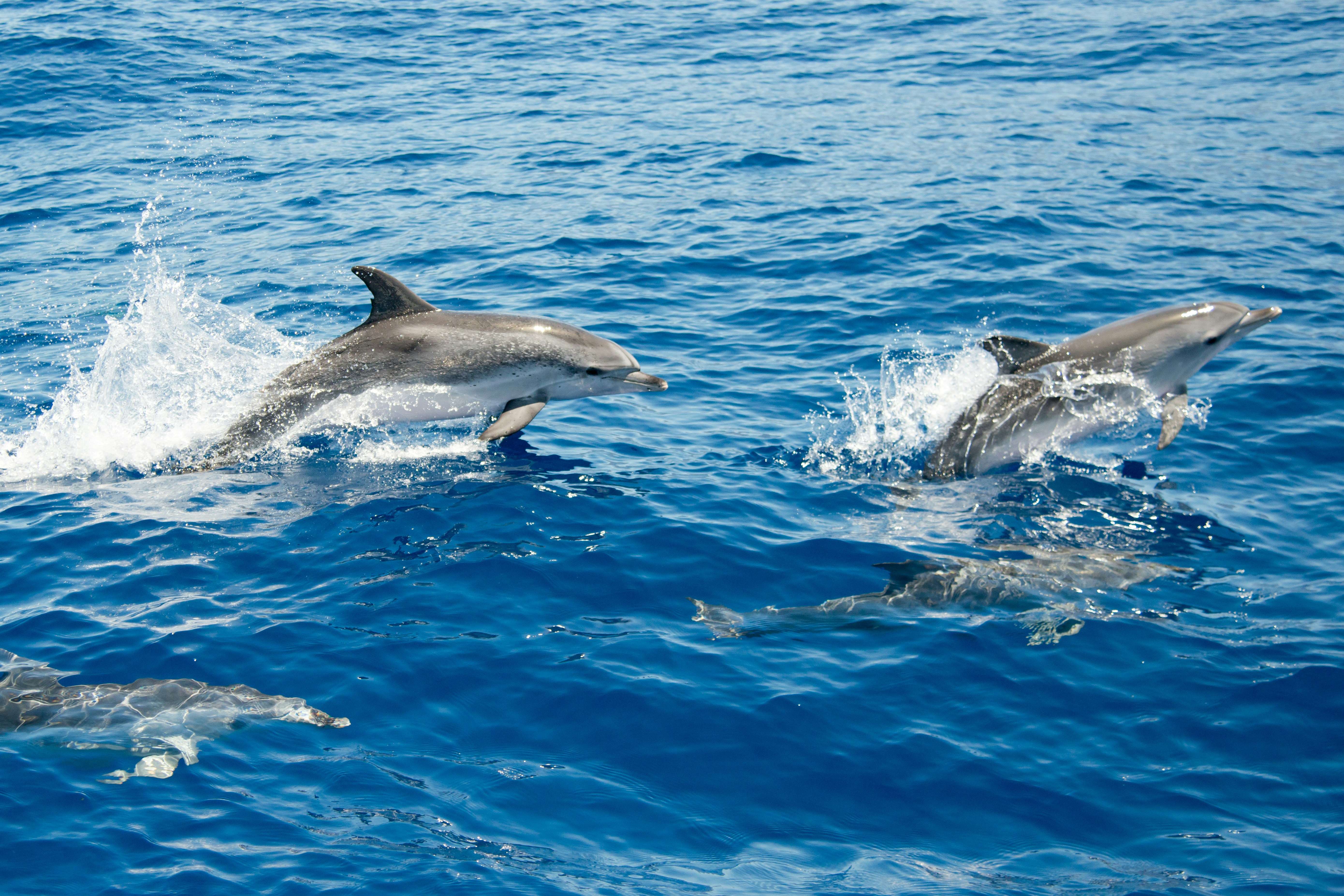 Atlantic spotted dolphins swimming in Tenerife waters.