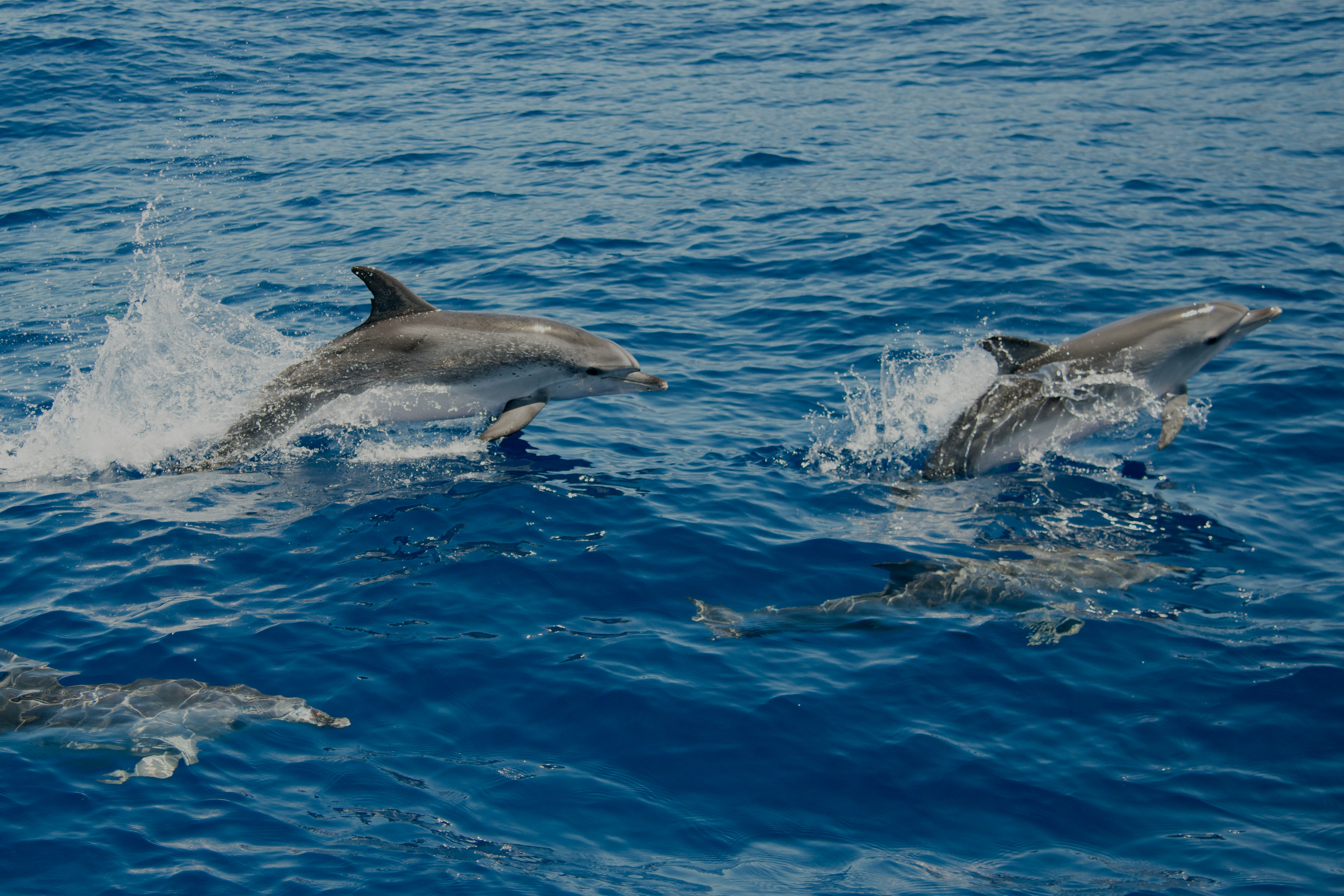 Atlantic spotted dolphins swimming in Tenerife waters.