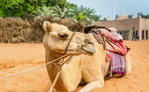visite d'abu dhabi d'une journée entière avec transferts depuis dubaï et déjeuner en option-1