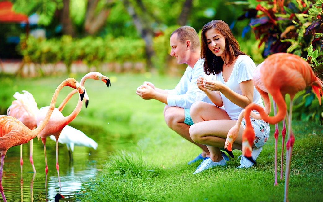 Young couple feeding flamingos by a pond in a lush garden setting.