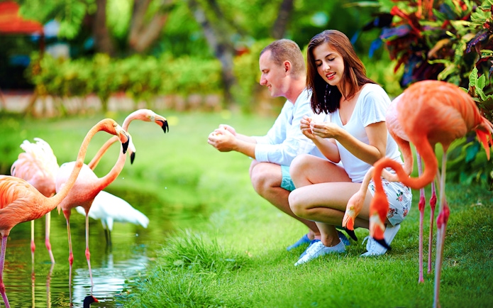 Young couple feeding flamingos by a pond in a lush garden setting.