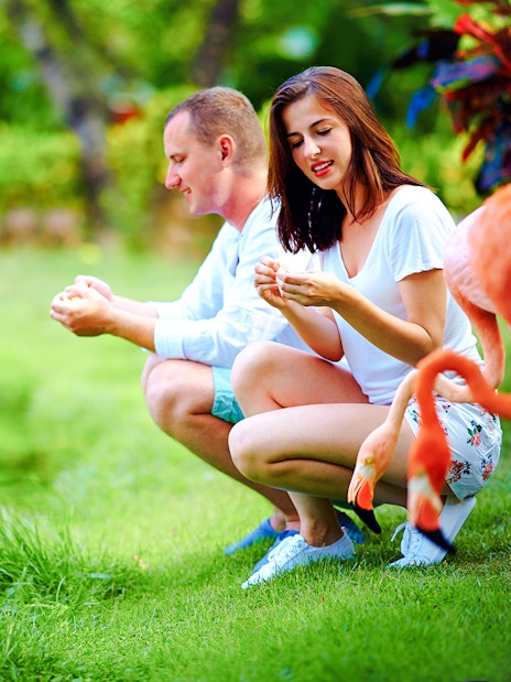 Young couple feeding flamingos by a pond in a lush garden setting.