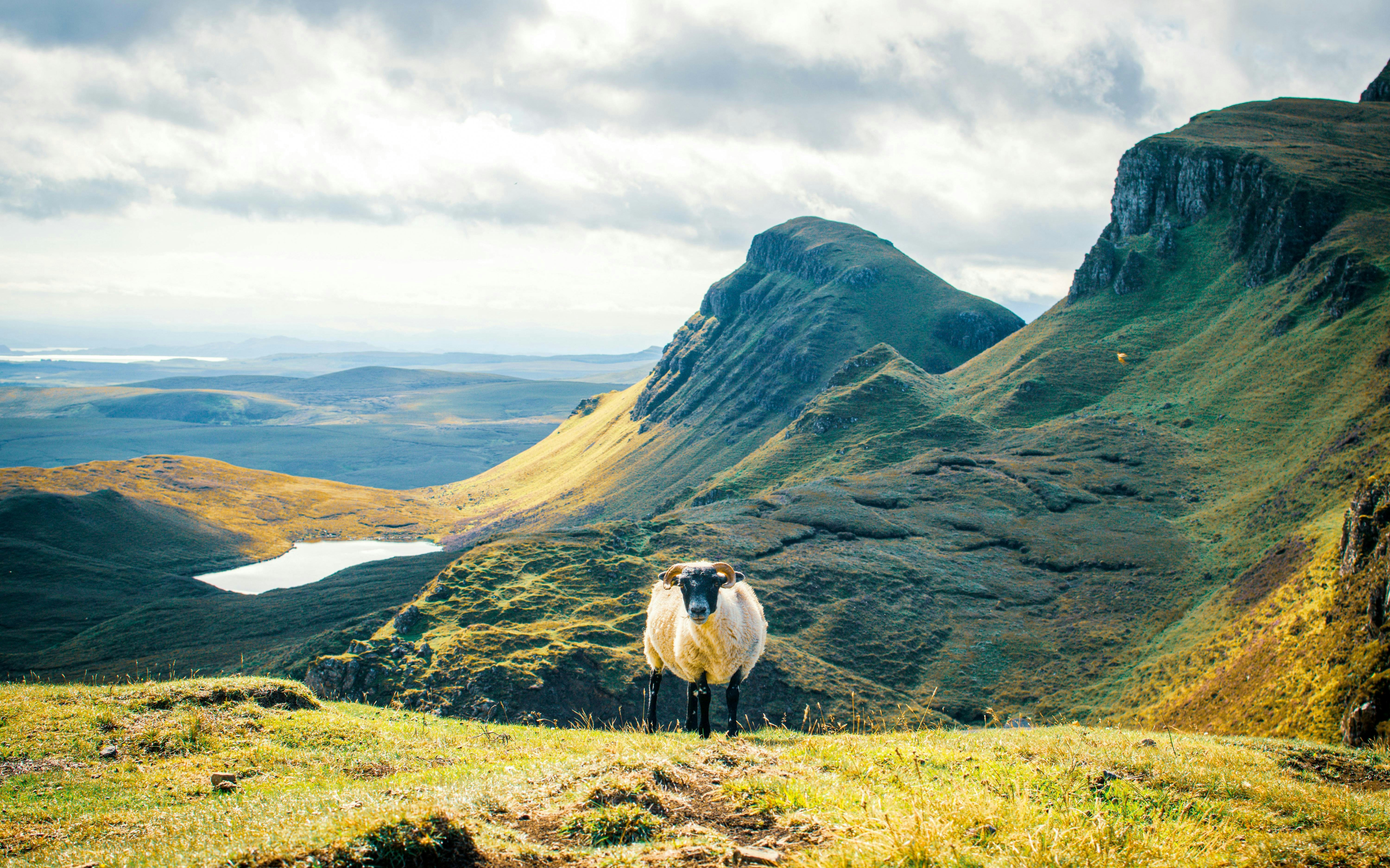 Sheep standing on the Quiraing of Meall na Suiramach, Isle of Skye, Scotland.