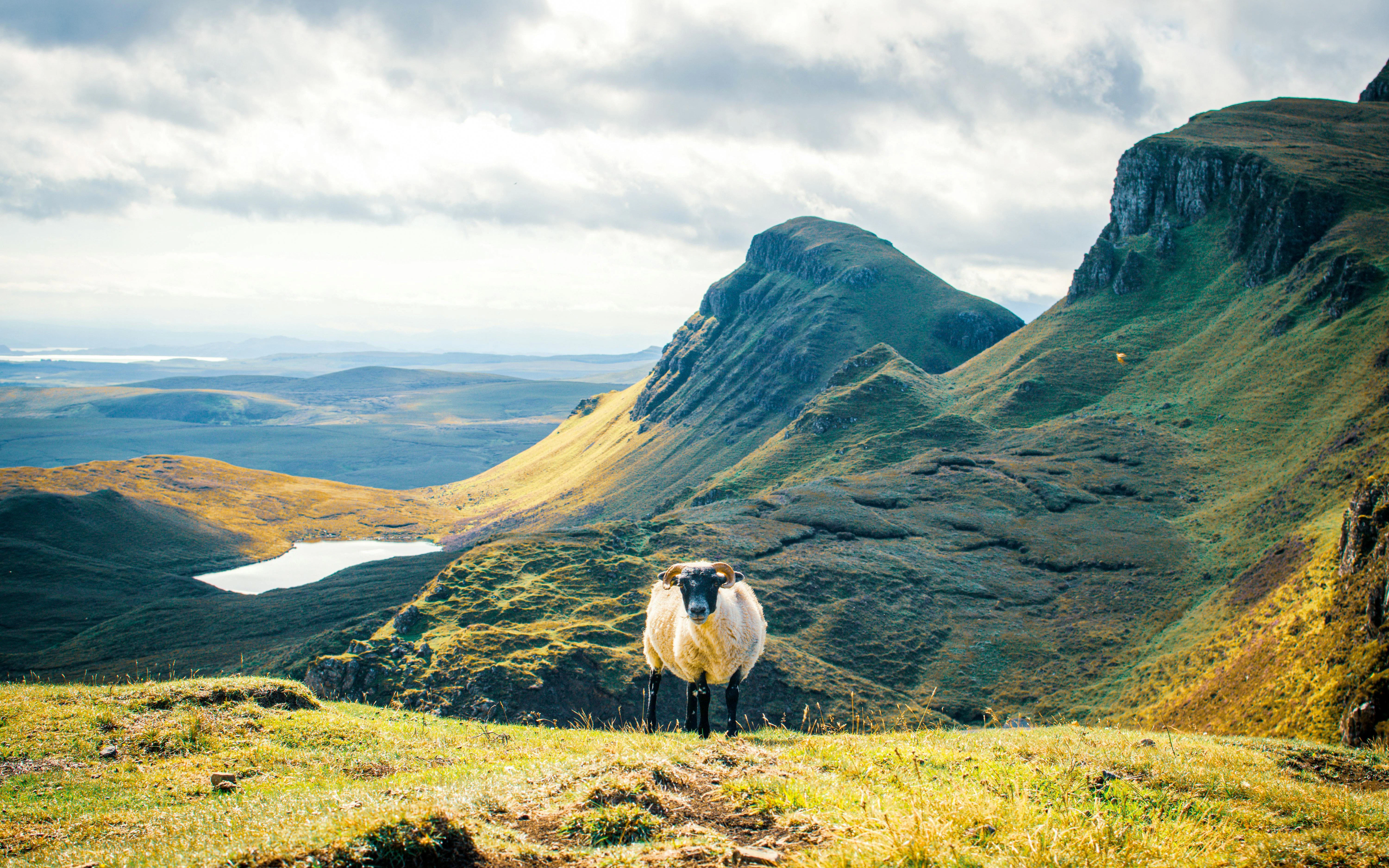 Sheep standing on the Quiraing of Meall na Suiramach, Isle of Skye, Scotland.