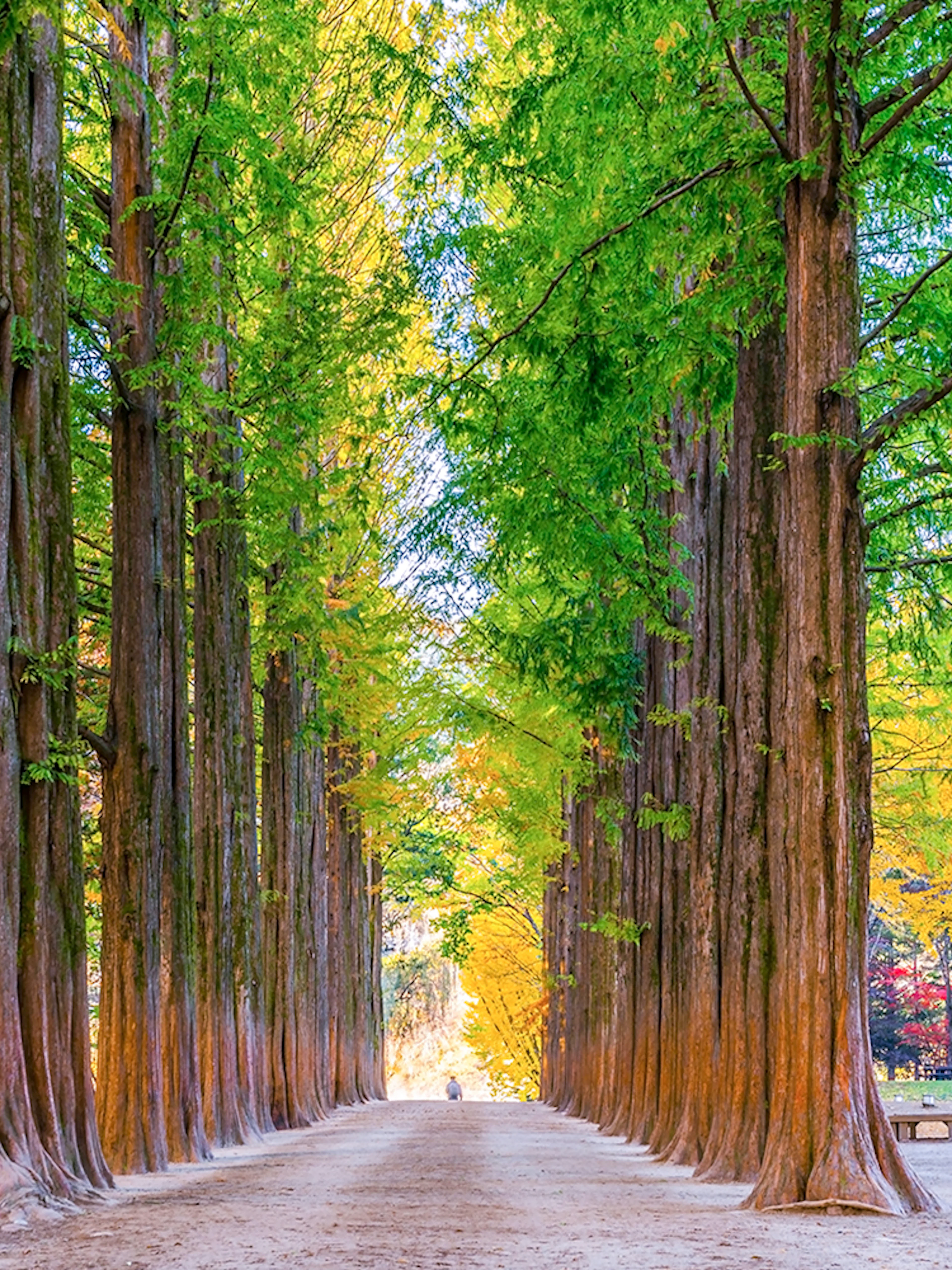 Pathway lined with tall green and yellow trees on Metasequoia Lane, Nami Island, South Korea.