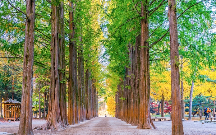 Pathway lined with tall green and yellow trees on Metasequoia Lane, Nami Island, South Korea.