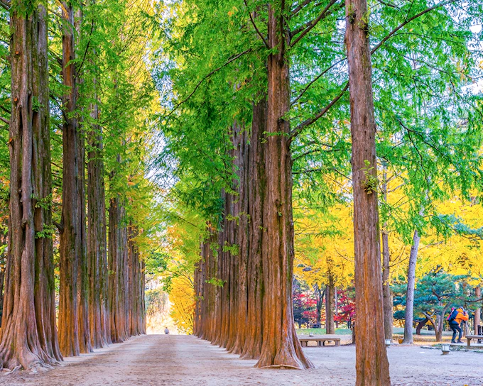 Round Trip Shuttle Bus Service to Nami Island