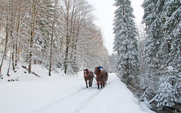 Horse-drawn carriage on snowy forest path in winter.
