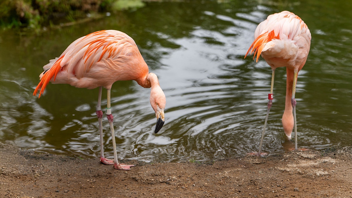 San Francisco Zoo