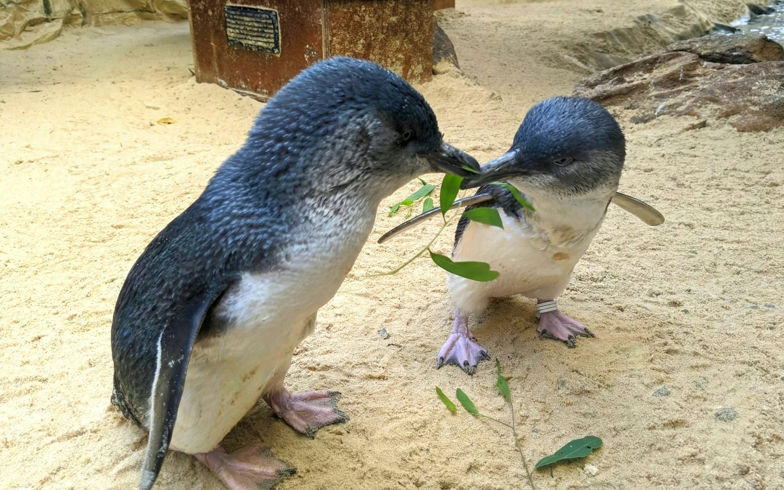 Little Penguins
