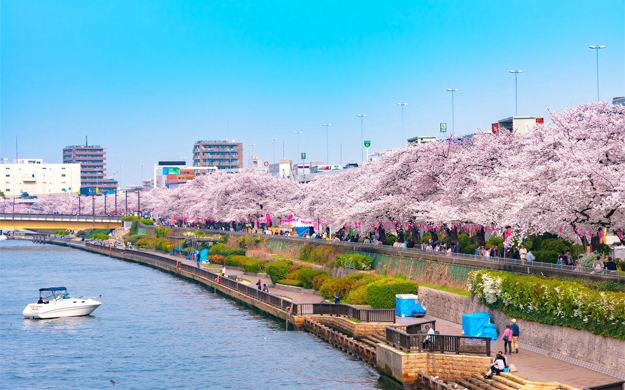 Cherry blossoms along Sumida River in Tokyo during spring, with people walking in Sumida Park.