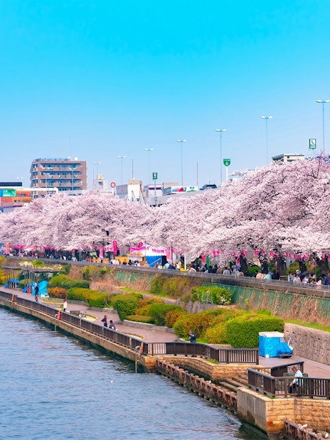 Cherry blossoms along Sumida River in Tokyo during spring, with people walking in Sumida Park.