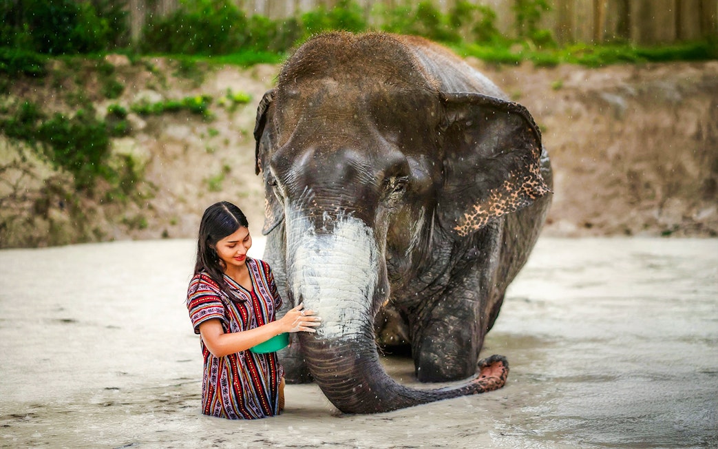 Woman applying mud to elephant at Elephant Jungle Sanctuary, Phuket, Thailand.