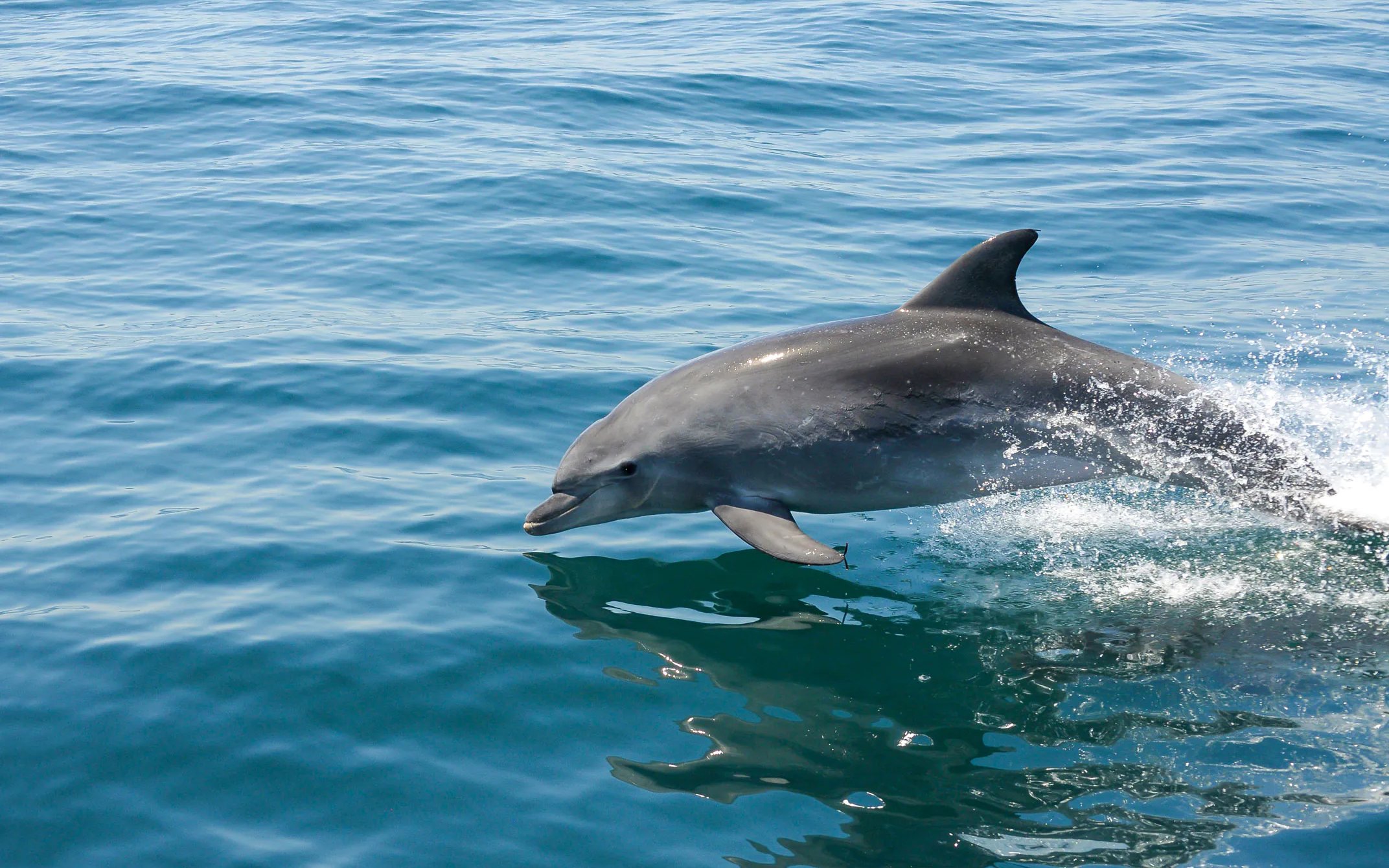 Dolphin swimming during Benagil Cave Catamaran Cruise from Albufeira.