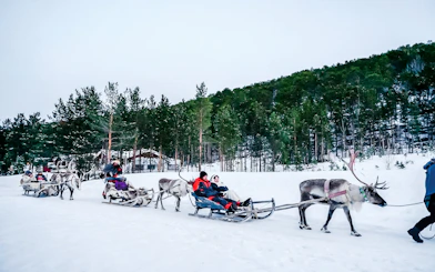 Guests sledding with reindeer through snowy forest during Sámi Culture Experience.