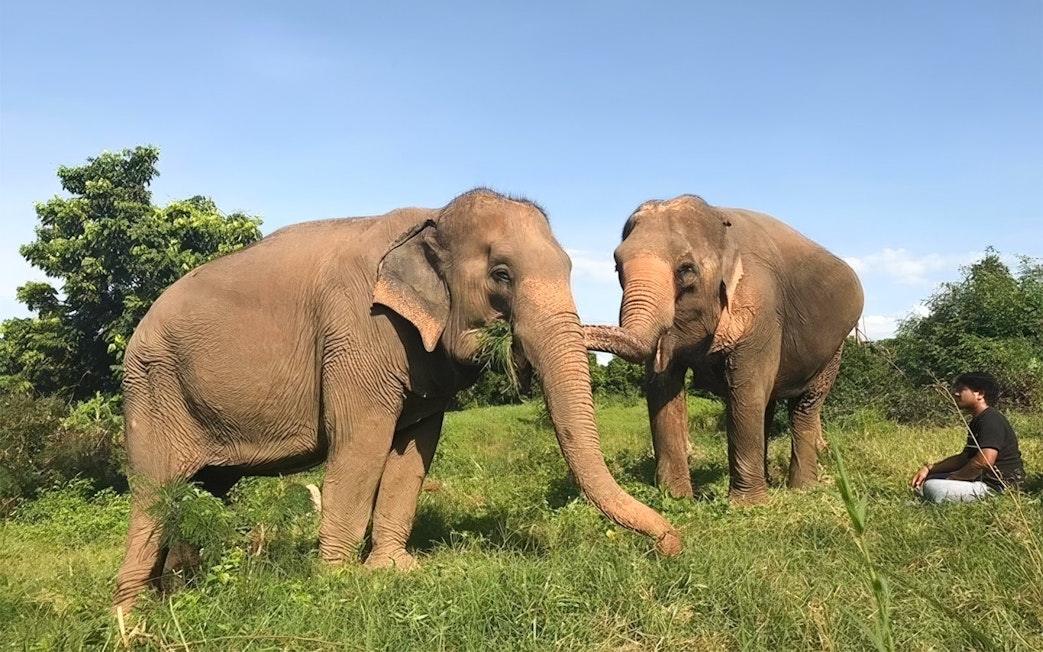 Elephants interacting with a visitor at Elephant Jungle Sanctuary, Koh Samui.