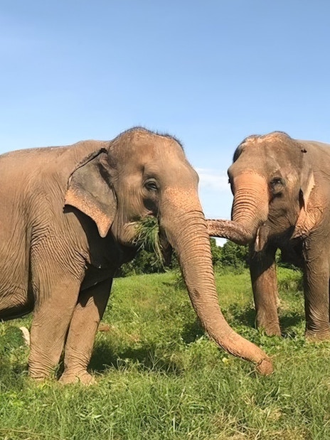 Elephants interacting with a visitor at Elephant Jungle Sanctuary, Koh Samui.