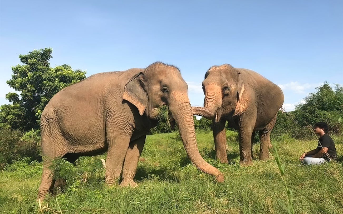 Elephants interacting with a visitor at Elephant Jungle Sanctuary, Koh Samui.