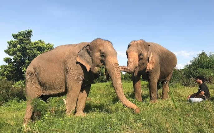 Elephants interacting with a visitor at Elephant Jungle Sanctuary, Koh Samui.