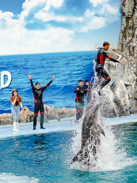Trainer performing with dolphins at Marine Park show.
