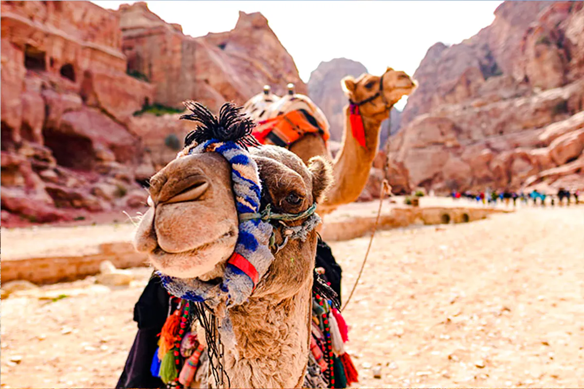 Camel adorned with colorful textiles in Petra, Jordan, with ancient rock formations in the background.
