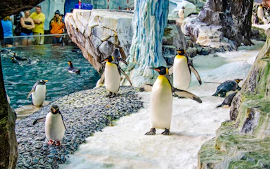 Penguins on icy terrain at Antarctica: Empire of the Penguin, SeaWorld Orlando.