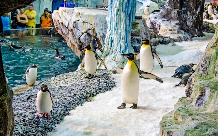 Penguins on icy terrain at Antarctica: Empire of the Penguin, SeaWorld Orlando.