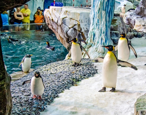 Penguins on icy terrain at Antarctica: Empire of the Penguin, SeaWorld Orlando.