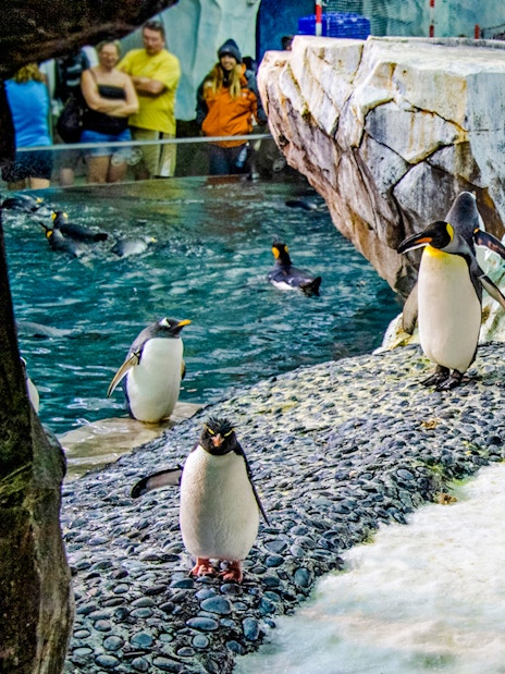 Penguins on icy terrain at Antarctica: Empire of the Penguin, SeaWorld Orlando.