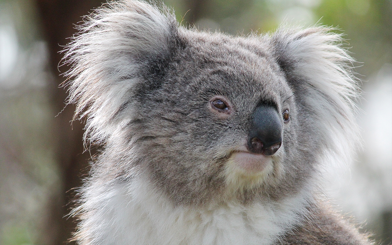 Moonlit Sanctuary | A Phillip Island Tour