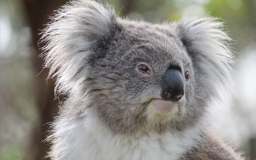 Koala at Moonlit Sanctuary Wildlife Park in Australia.