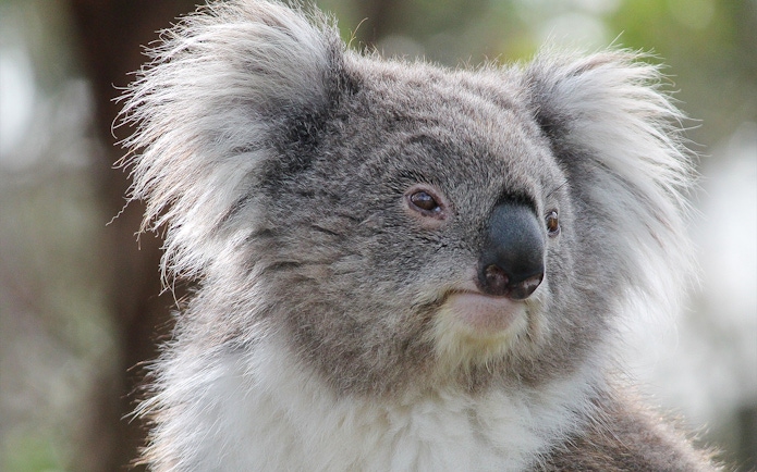 Koala at Moonlit Sanctuary Wildlife Park in Australia.