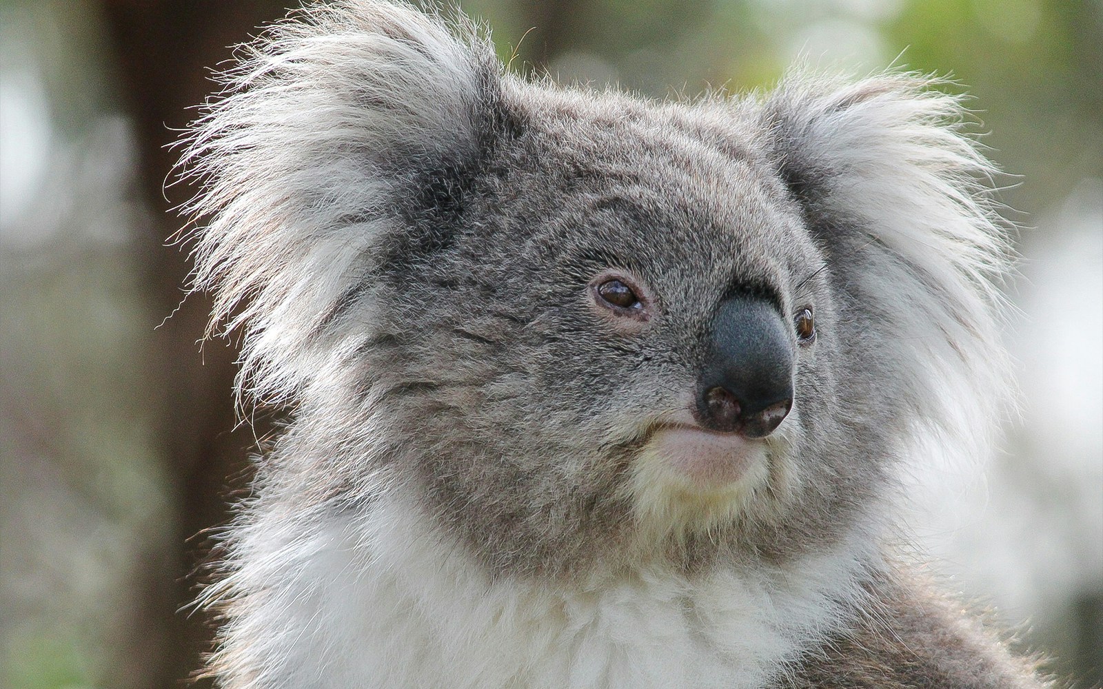 Moonlit Sanctuary | Discover Australia’s Native Species