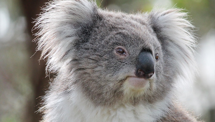 Koala at Moonlit Sanctuary Wildlife Park Admission Tickets