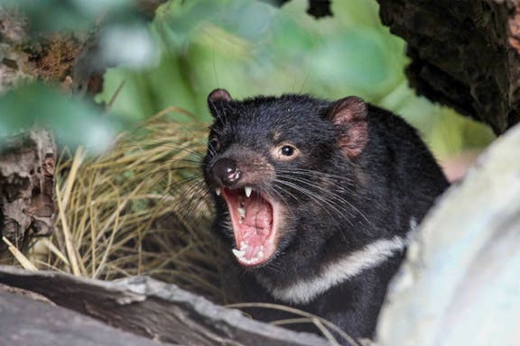 tickets to lone pine koala sanctuary-6