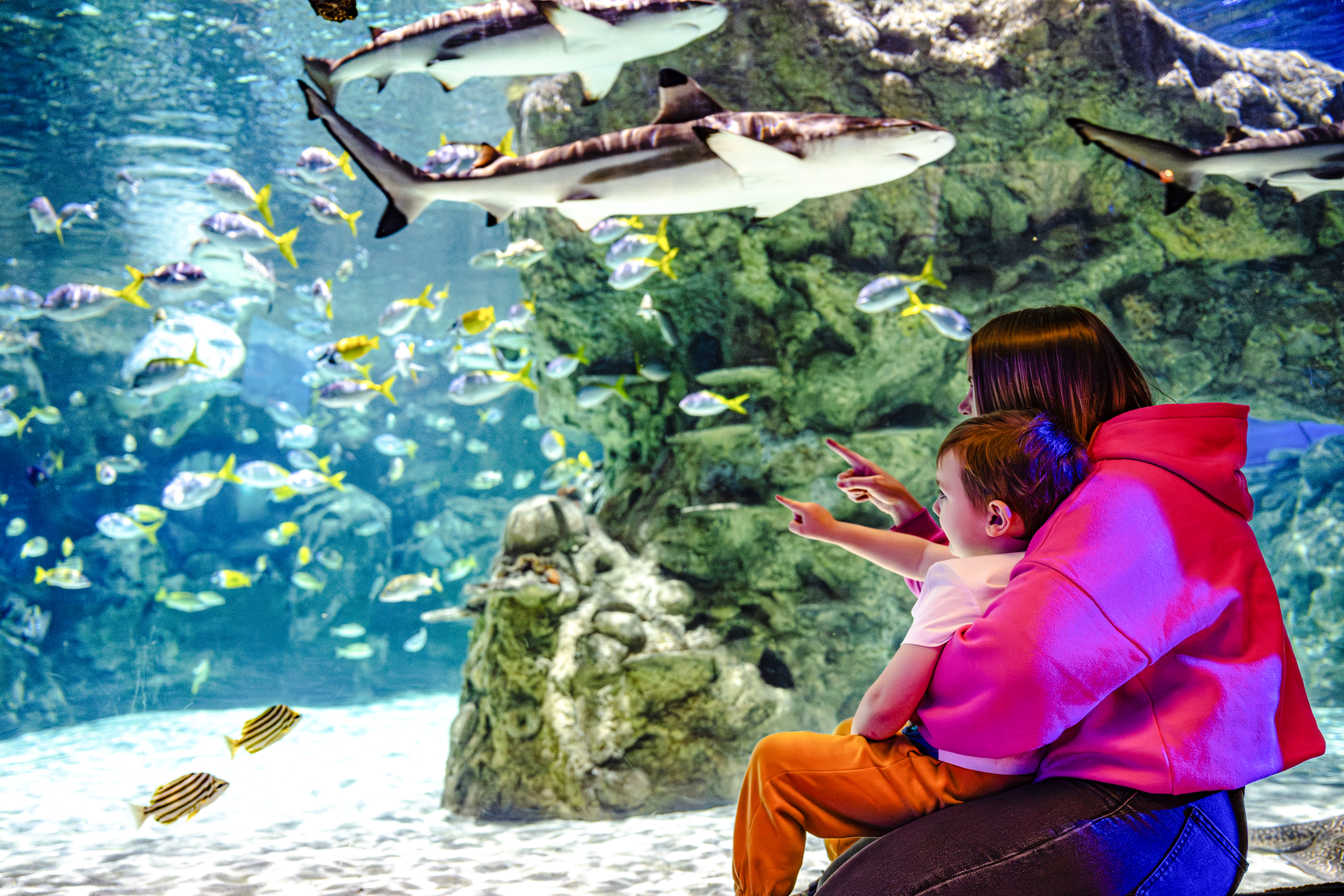 Guests observing marine life at SEA Life Brighton aquarium.
