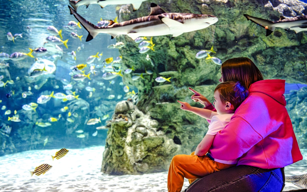 Guests observing marine life at SEA Life Brighton aquarium.